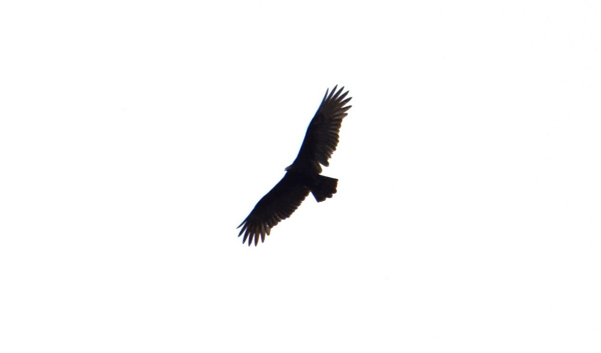 Turkey Vulture - ML610774794