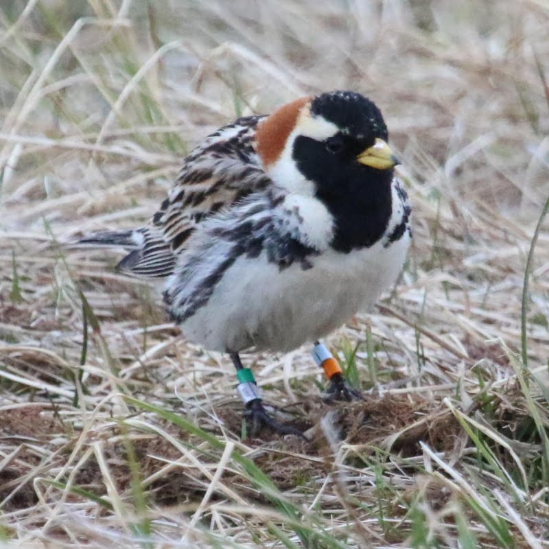 Lapland Longspur - ML610774826