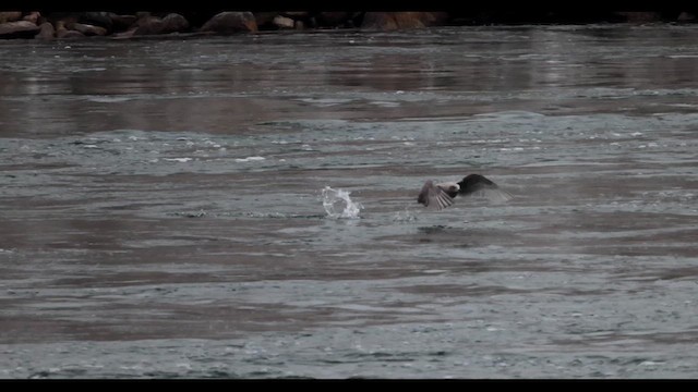 Herring x Glaucous-winged Gull (hybrid) - ML610774902