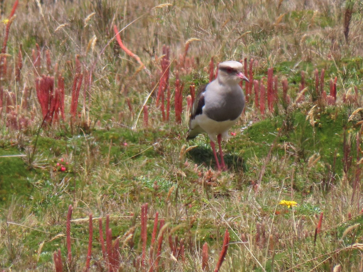 Andean Lapwing - ML610774921