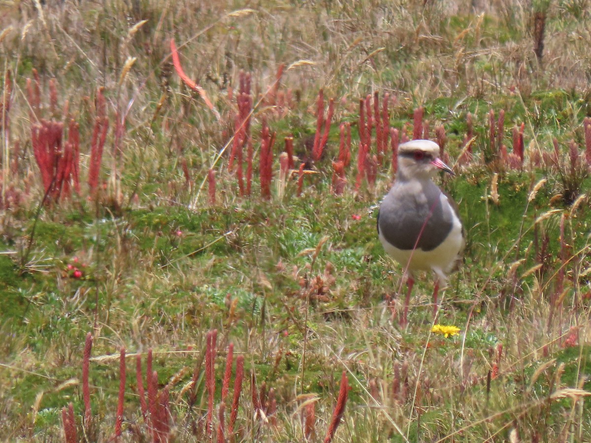 Andean Lapwing - ML610774922