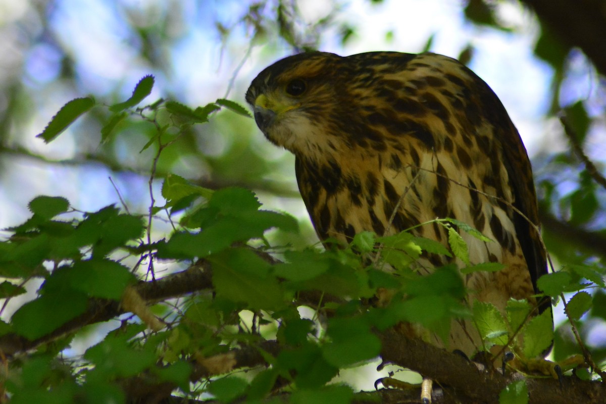 Harris's Hawk - ML610774967