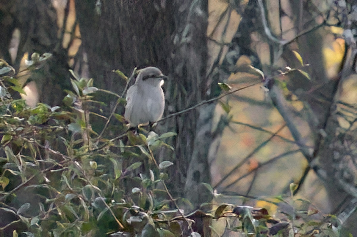 Alcaudón Boreal - ML610774972