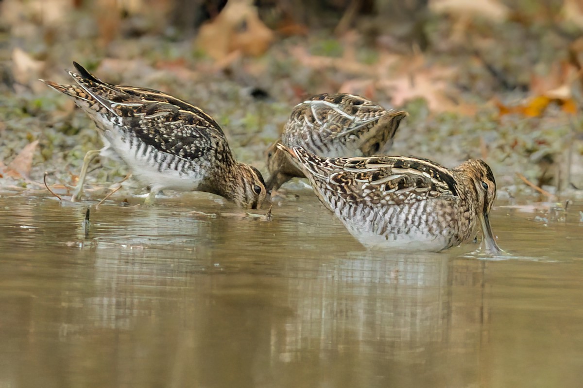 Wilson's Snipe - ML610774979