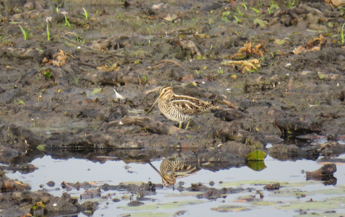 Wilson's Snipe - ML610774980