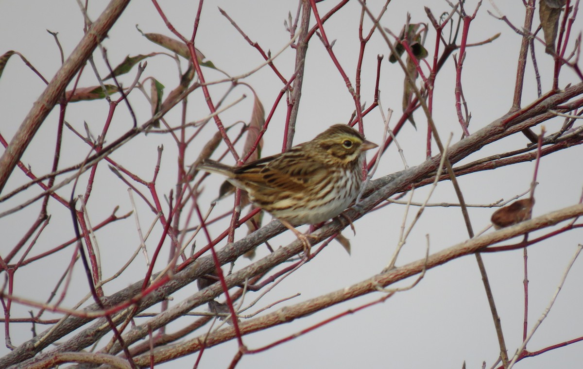 Savannah Sparrow - Toby Hardwick