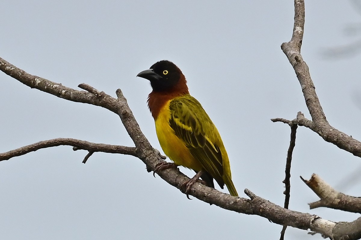 Giant Weaver - ML610775002