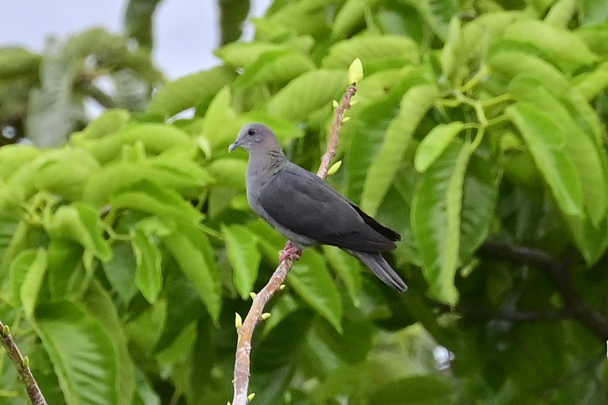 Pigeon de Malherbe - ML610775010