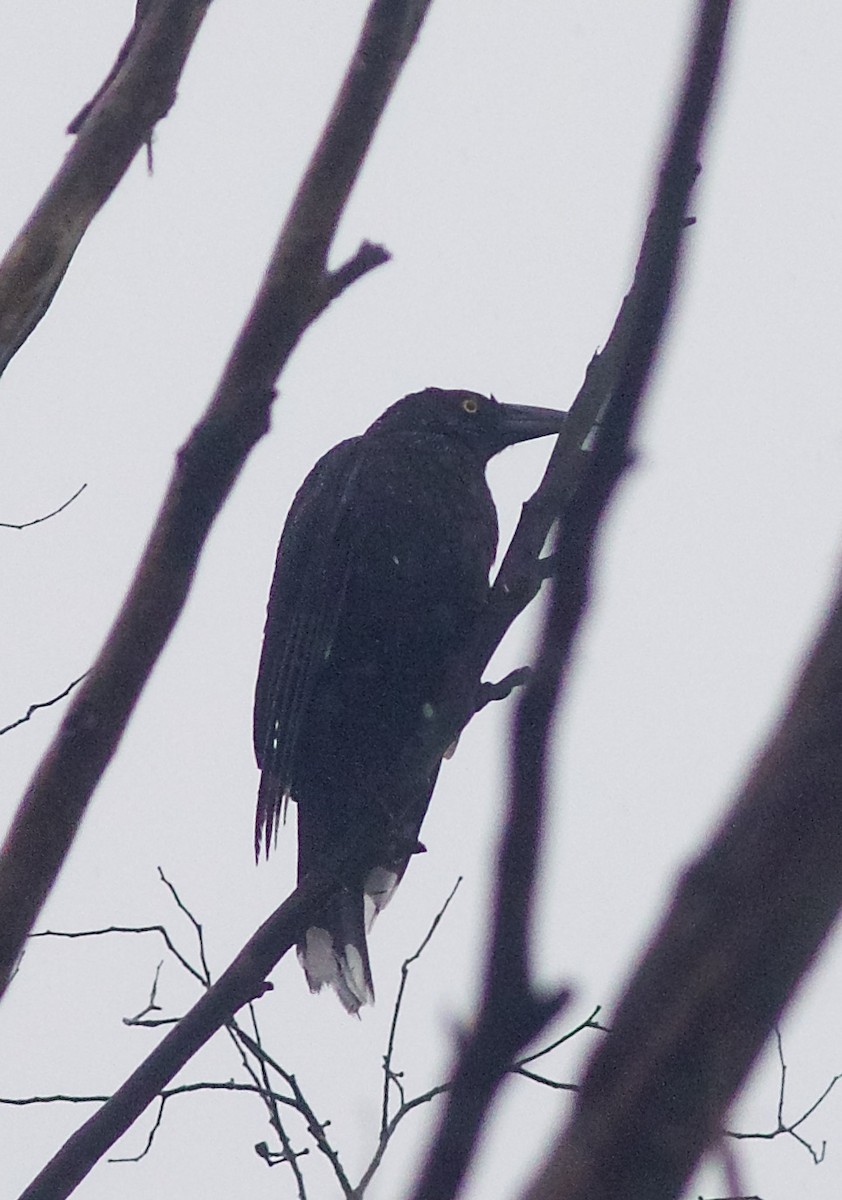 Black Currawong - ML610775045