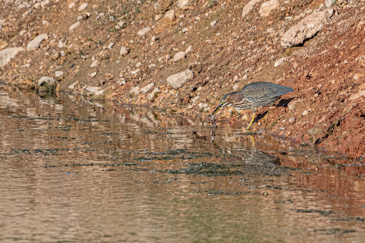 Green Heron - Ido Ben-Itzhak