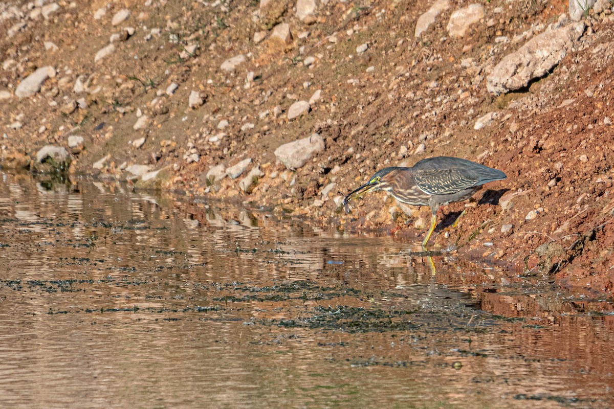 Green Heron - Ido Ben-Itzhak