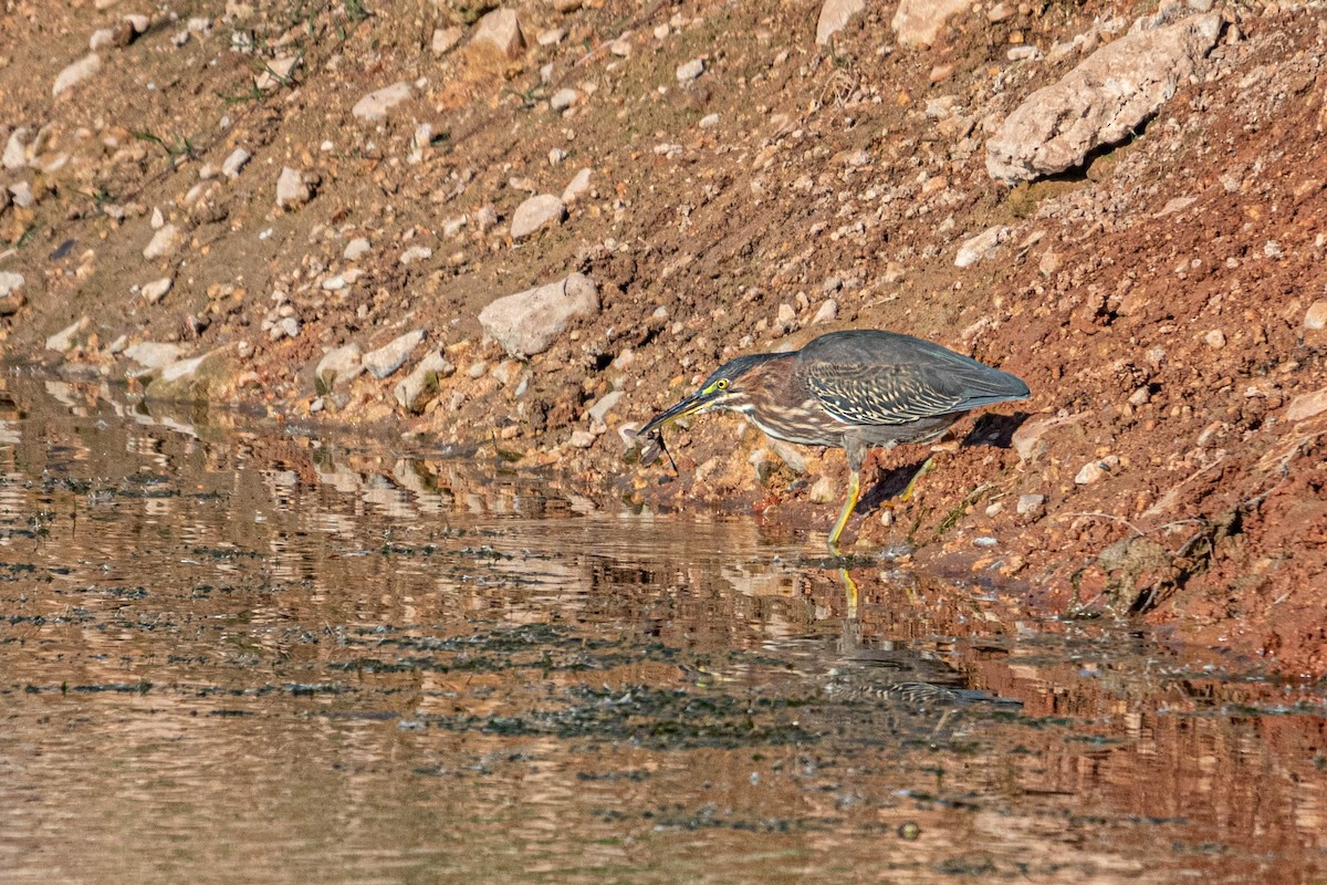 Green Heron - ML610775197