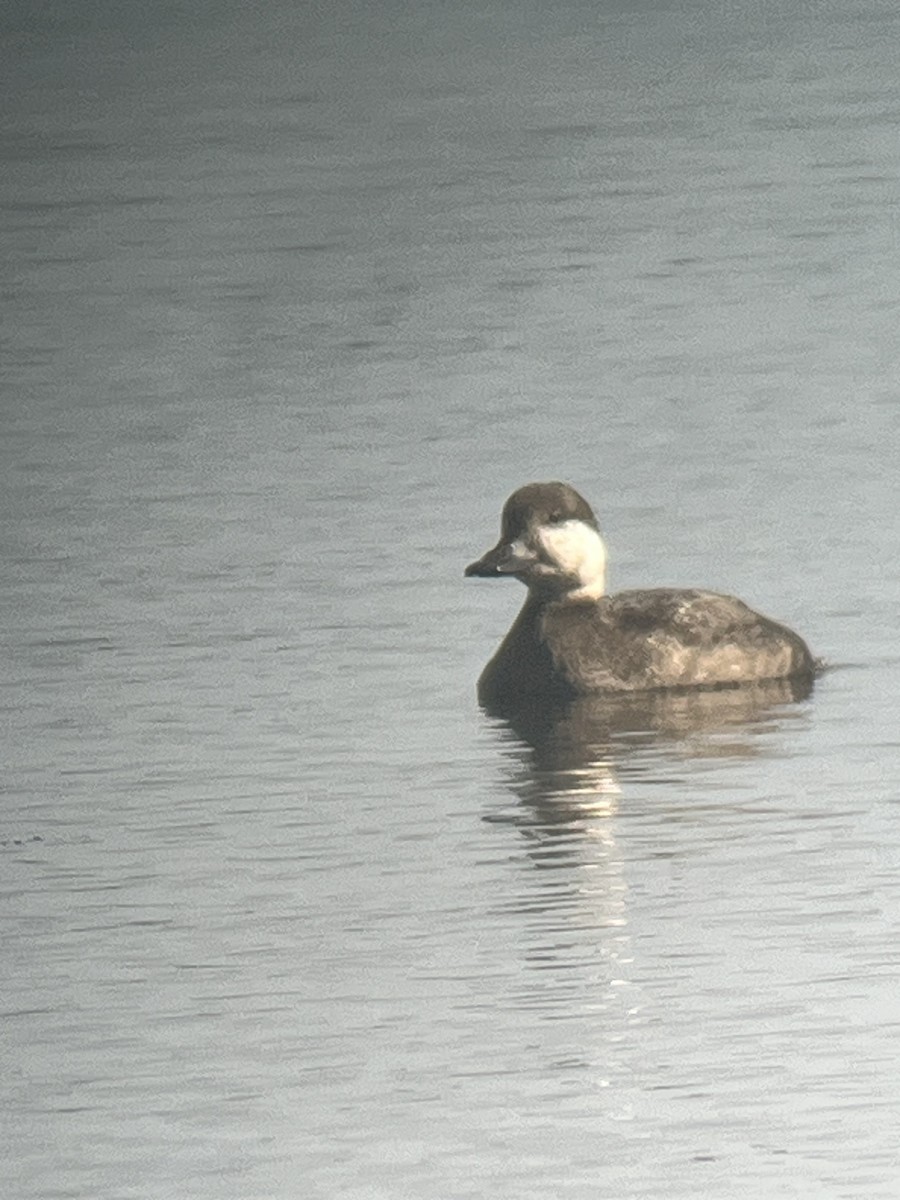 Black Scoter - David Johnson