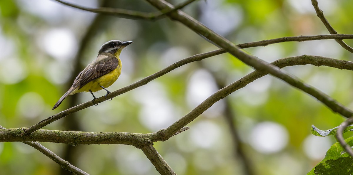 Golden-bellied Flycatcher - ML610775532