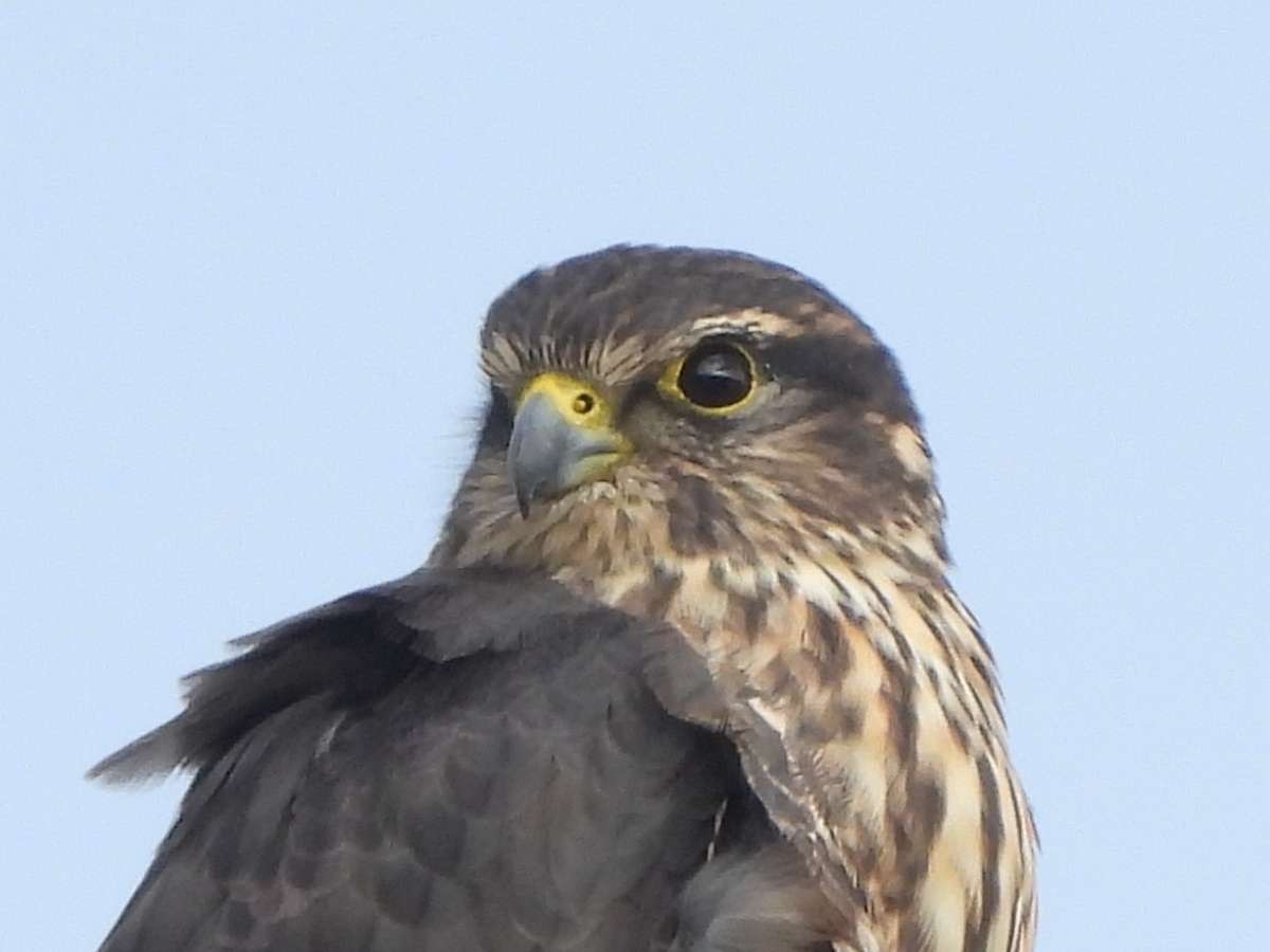 Merlin (Taiga) - Jacob Tsikoyak