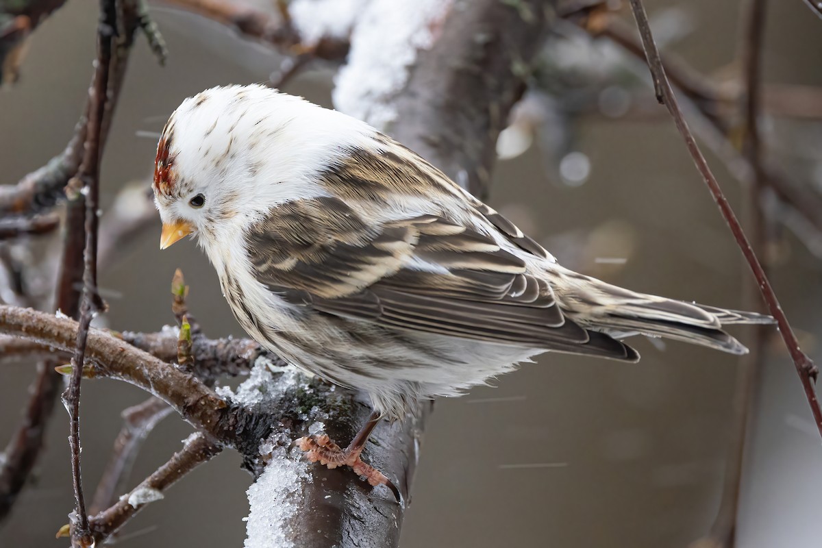 Common Redpoll - ML610775607