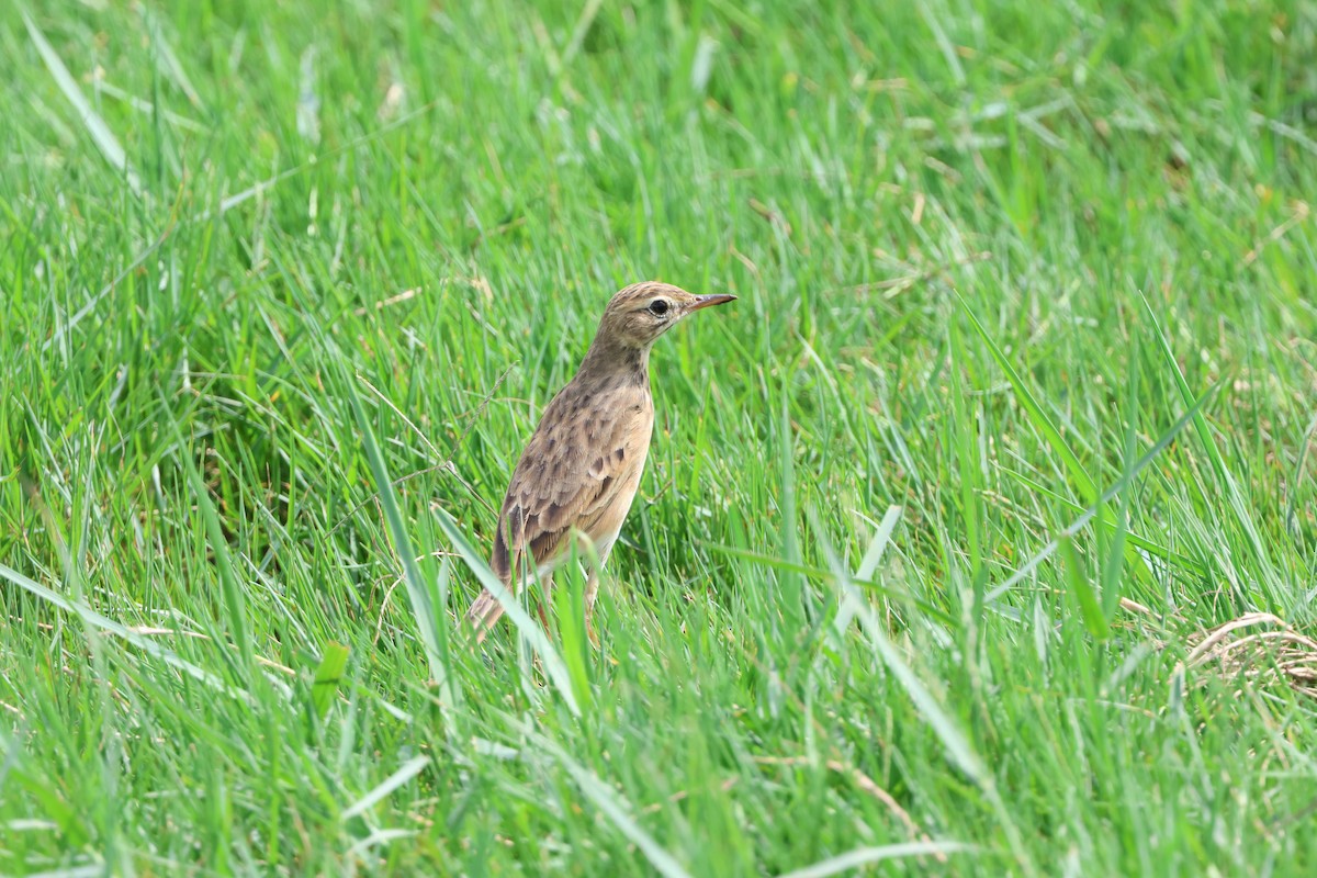 Paddyfield Pipit - ML610775715