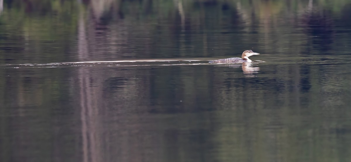 Common Loon - ML610775719