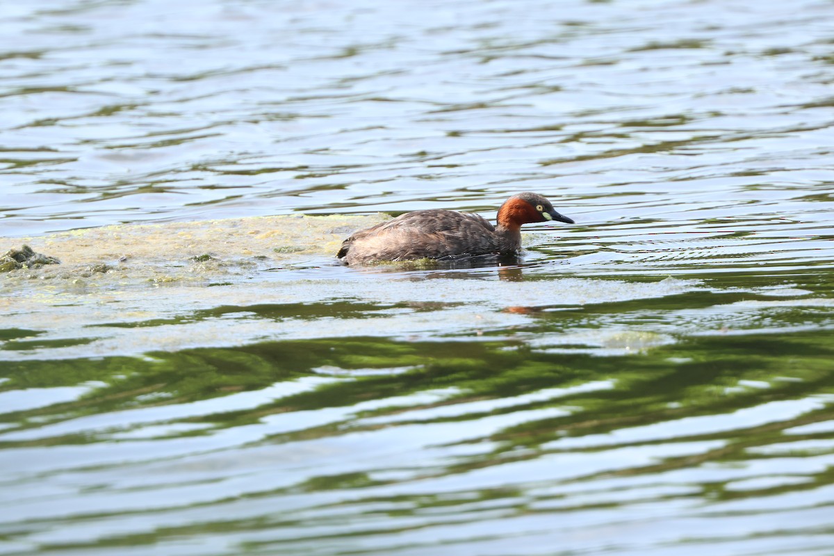 Little Grebe - ML610775744