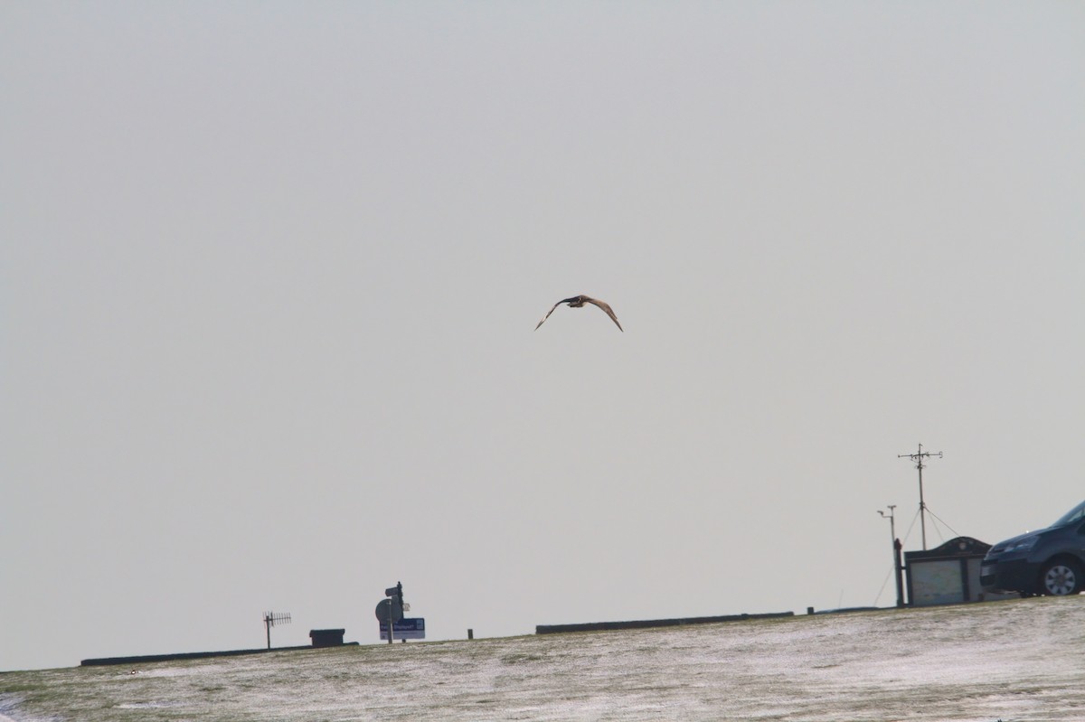 Great Skua - ML610775809