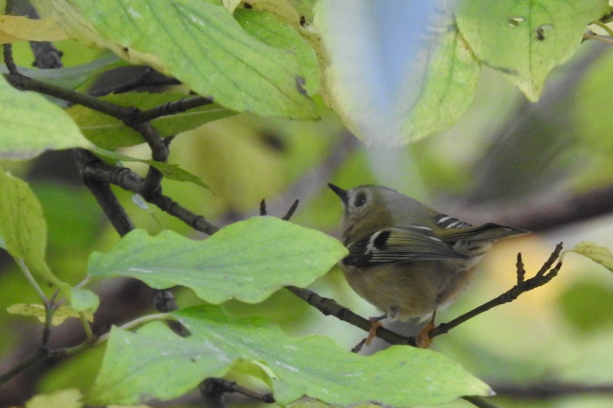 Goldcrest - ML610775821
