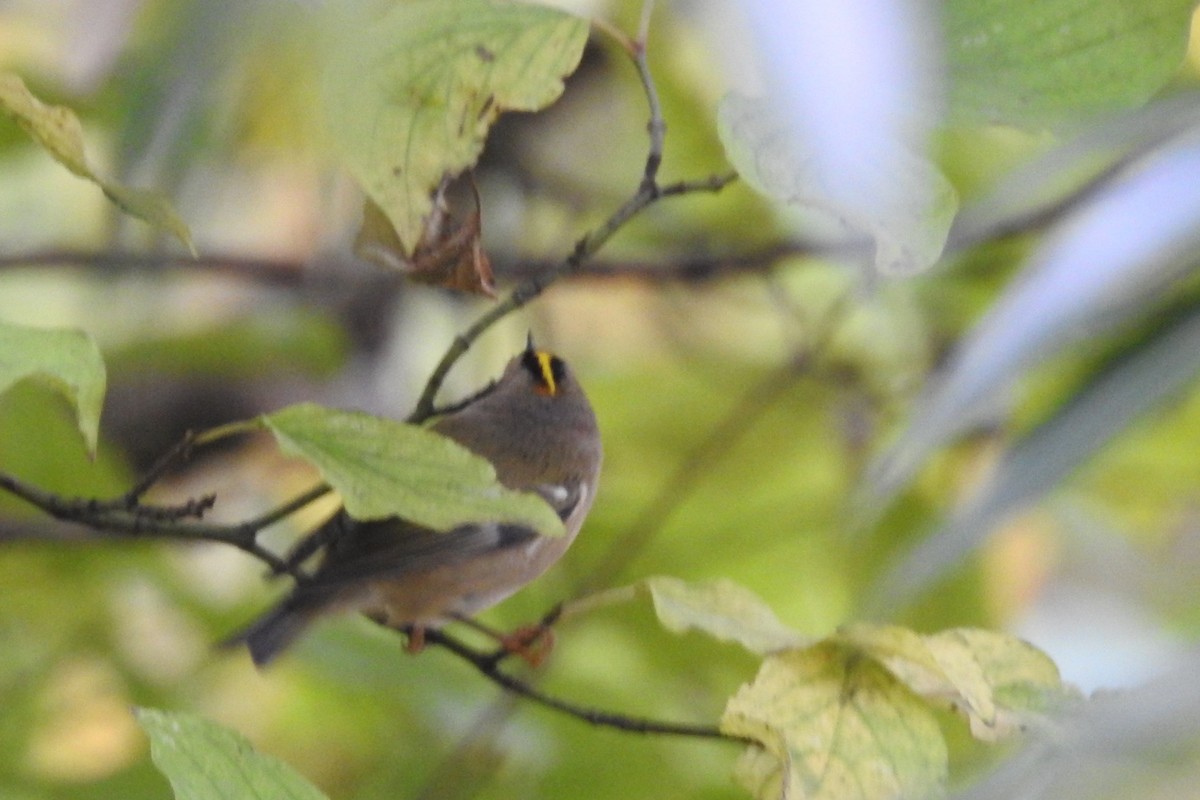 Goldcrest - ML610775825