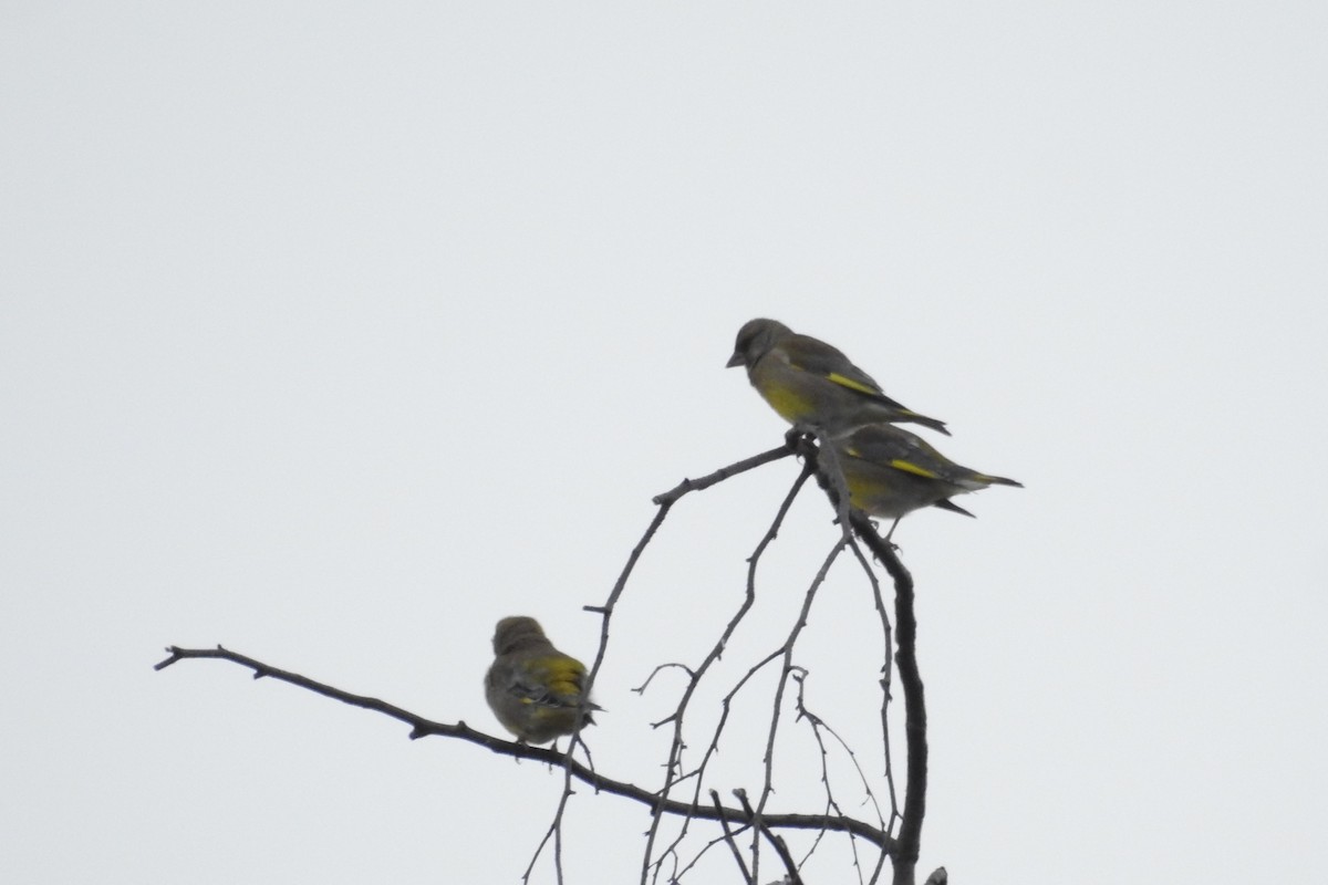 European Greenfinch - ML610775835