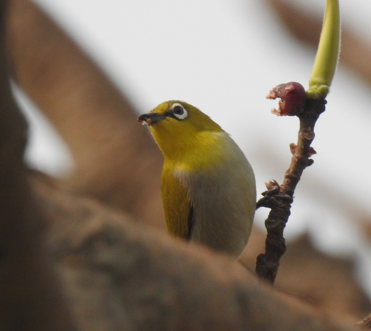 Indian White-eye - Sahana M