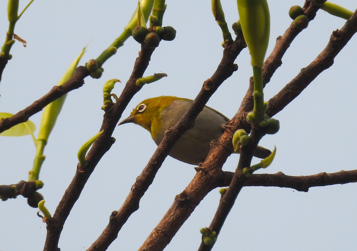 Indian White-eye - ML610775840