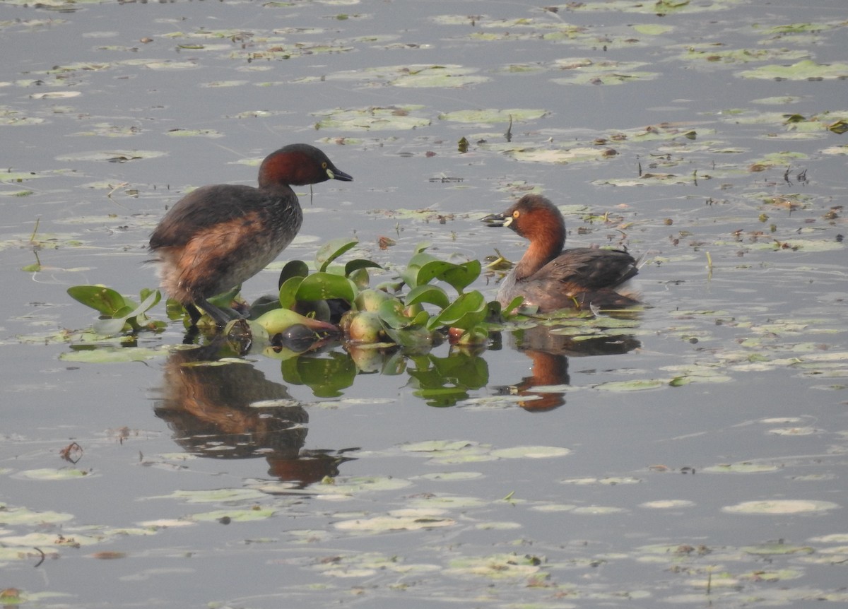 Little Grebe - ML610775877