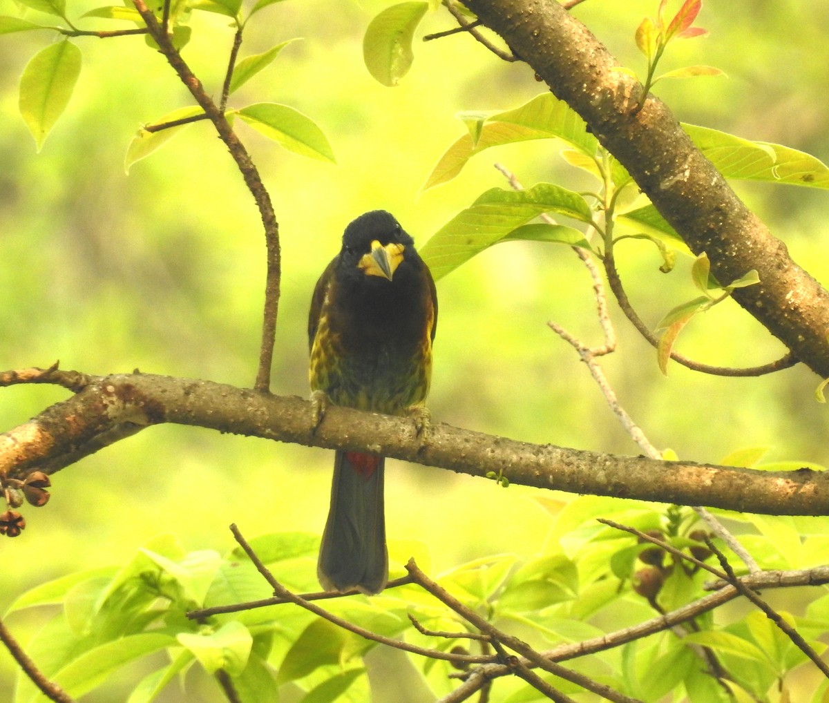 Büyük Barbet - ML610775889