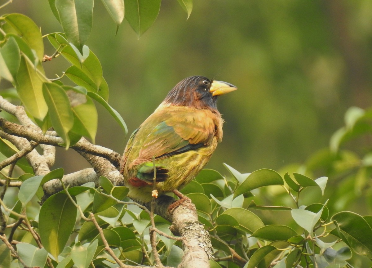 Büyük Barbet - ML610775890