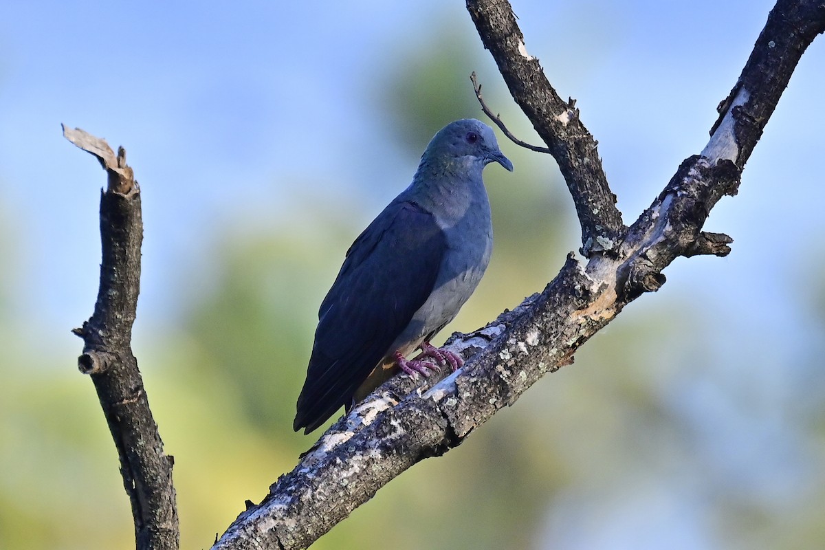 Sao Tome Pigeon - ML610775904