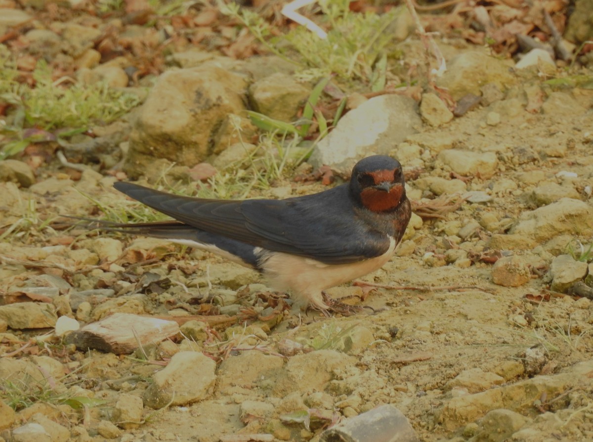 Barn Swallow - Sahana M