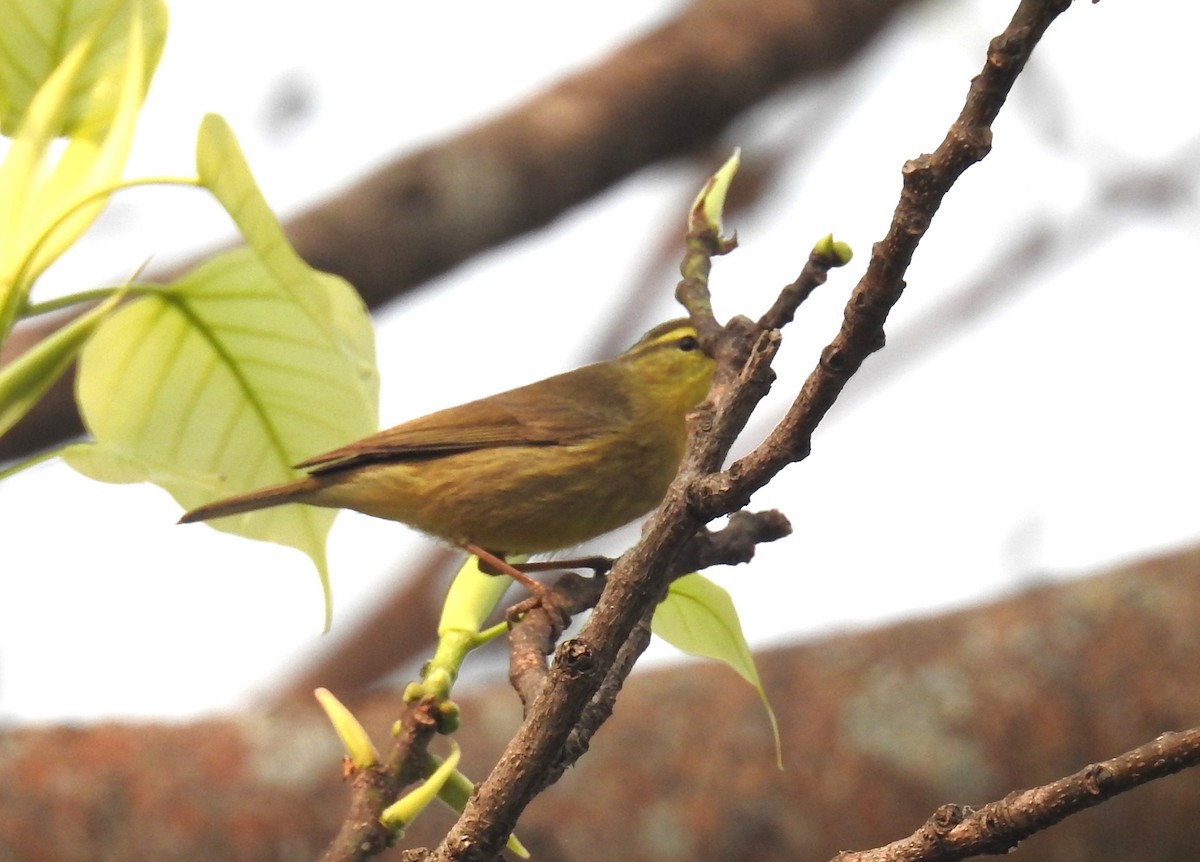 Tickell's Leaf Warbler (Tickell's) - Sahana M