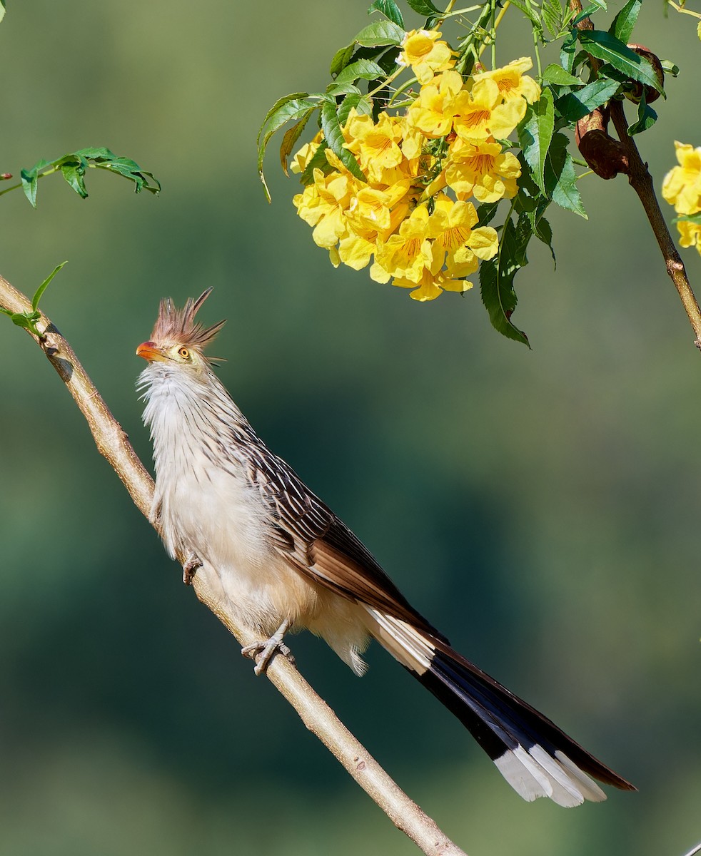 Guira Cuckoo - Tomáš Grim