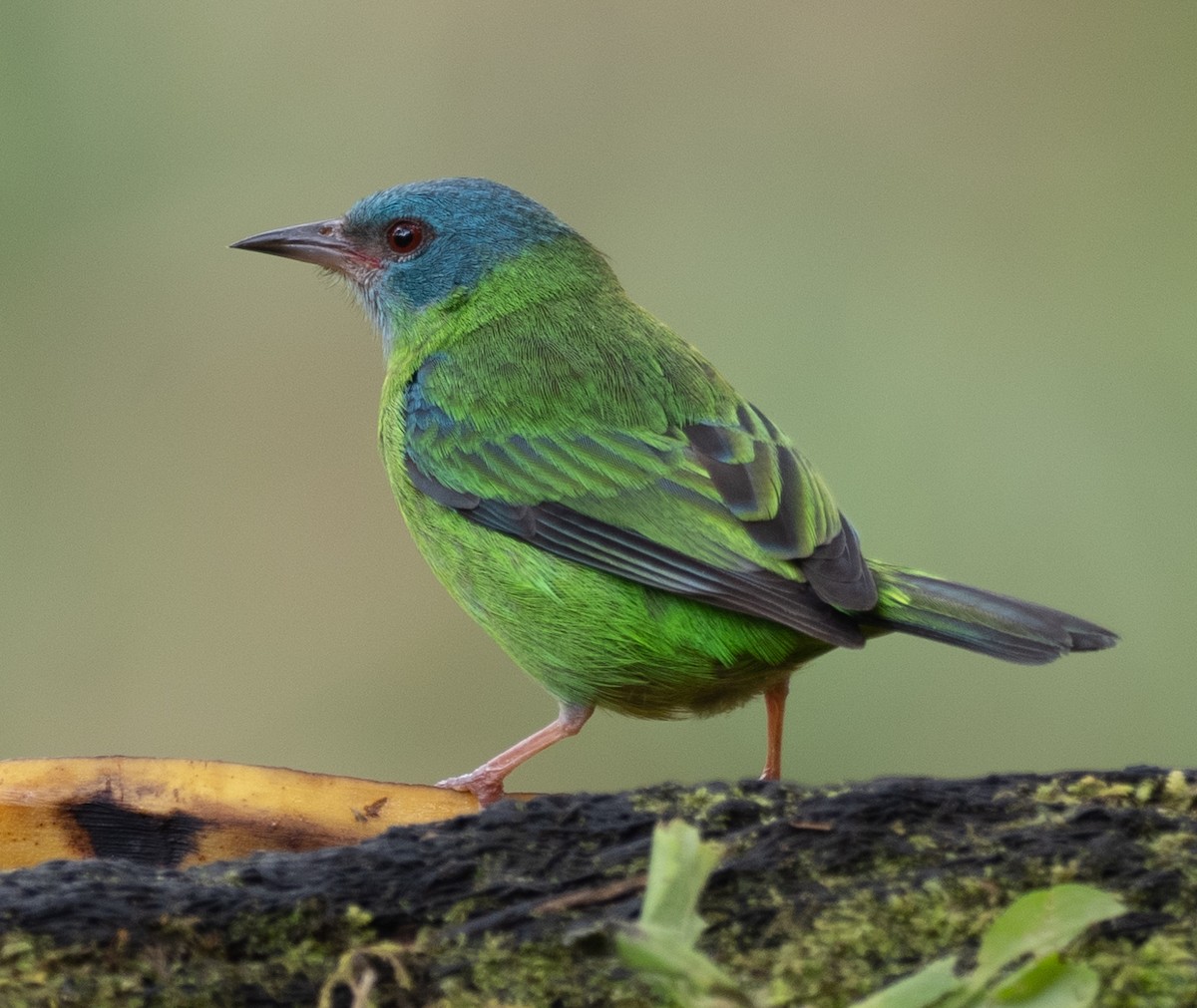 Paradise Tanager - ML610775991