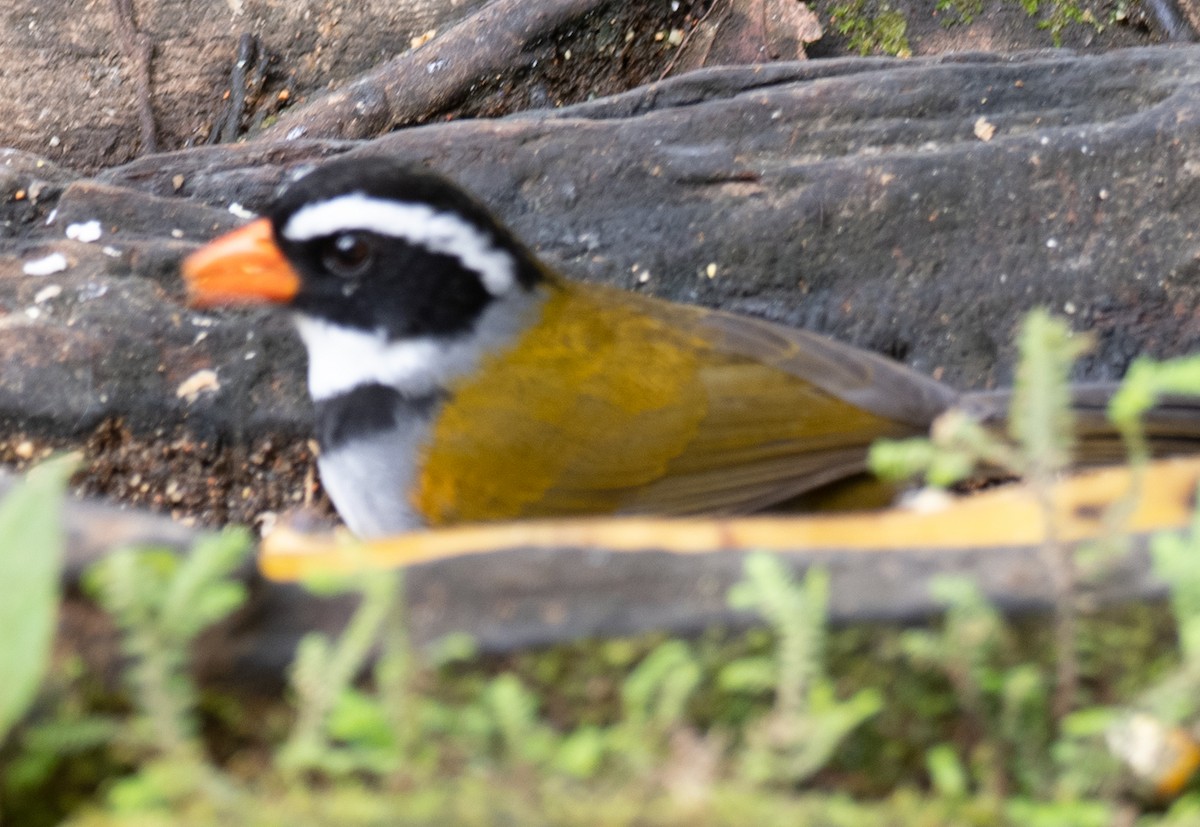 Orange-billed Sparrow - ML610776020