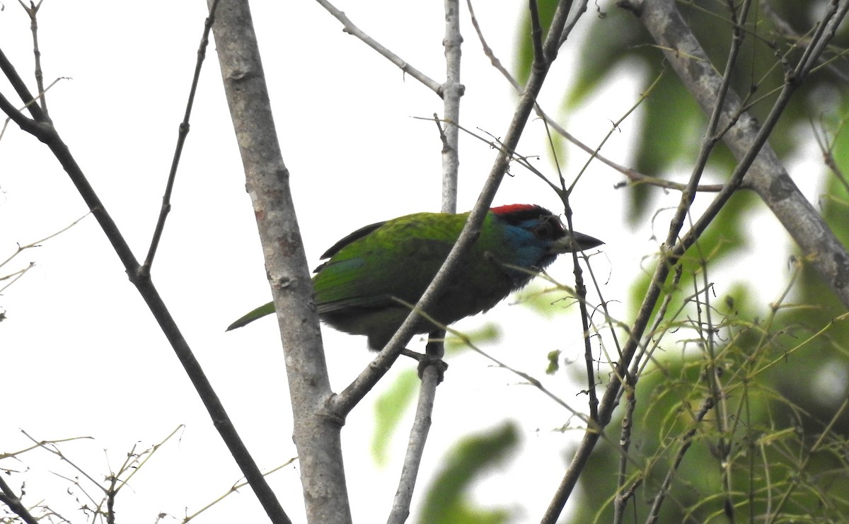 Blue-throated Barbet - ML610776028