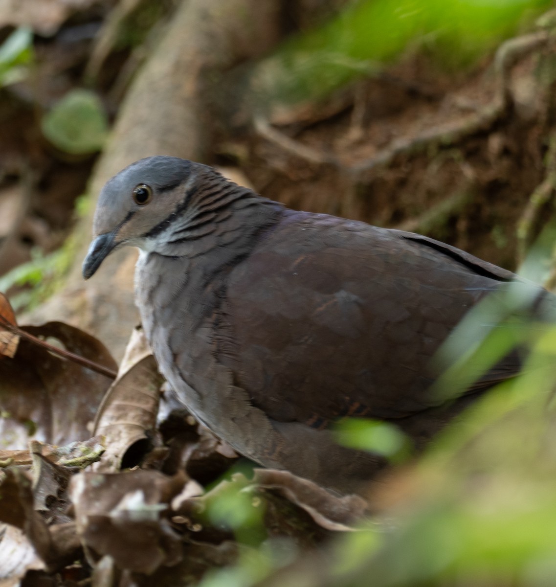 Gray-fronted Dove - ML610776086