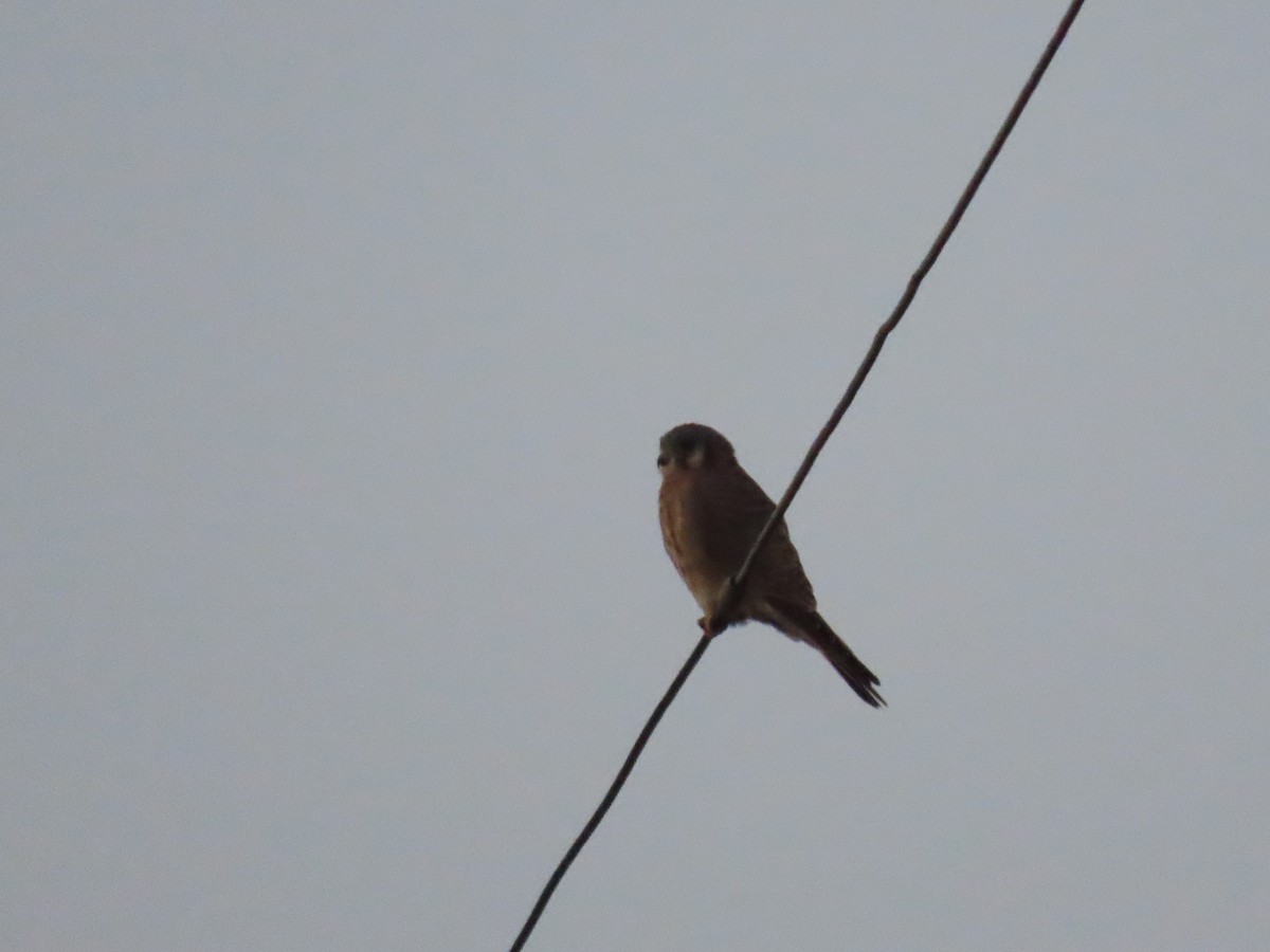 American Kestrel - ML610776203