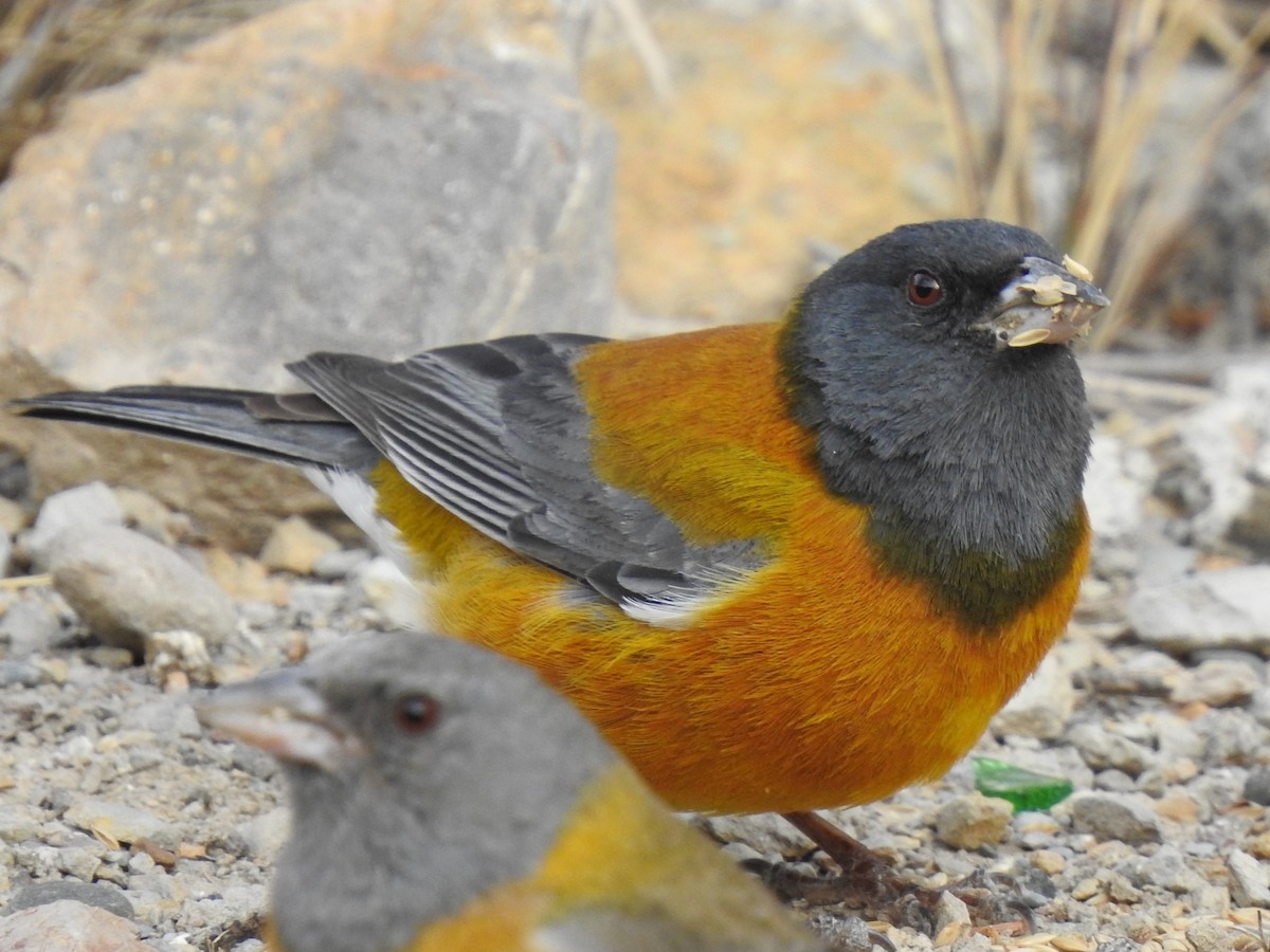 Peruvian Sierra Finch - ML610776205
