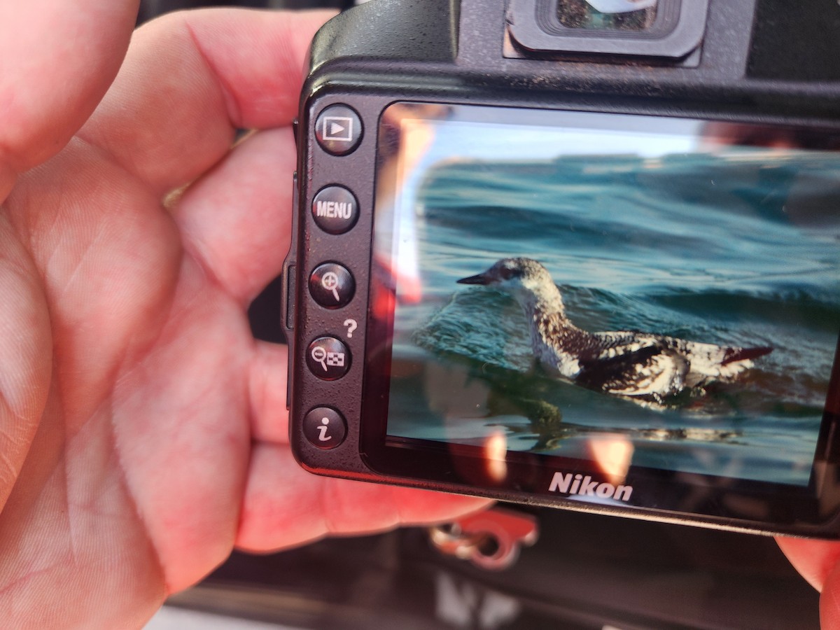Black Guillemot - ML610776217