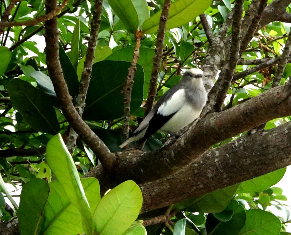 White-shouldered Starling - ML610776233