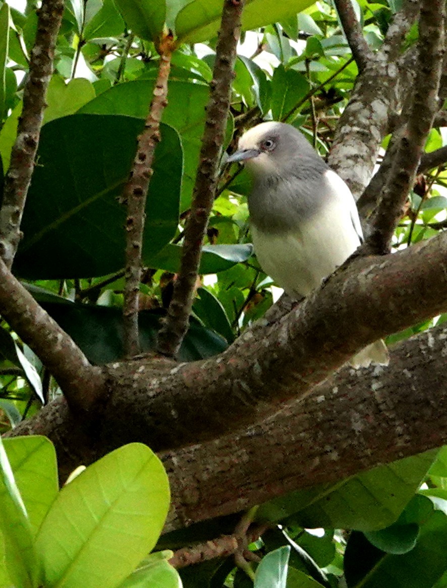 White-shouldered Starling - ML610776234