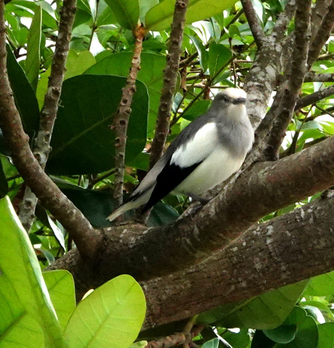 White-shouldered Starling - ML610776235