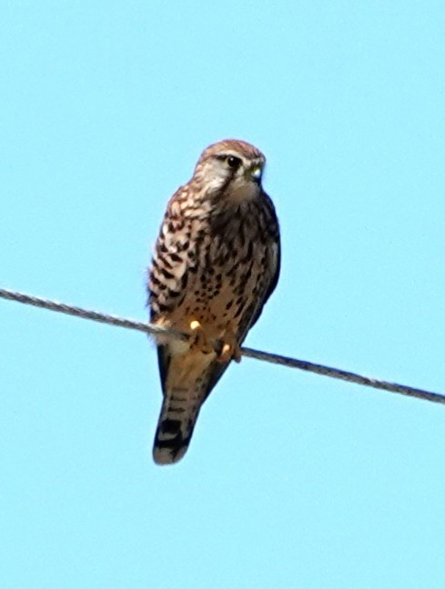 Eurasian Kestrel - ML610776282