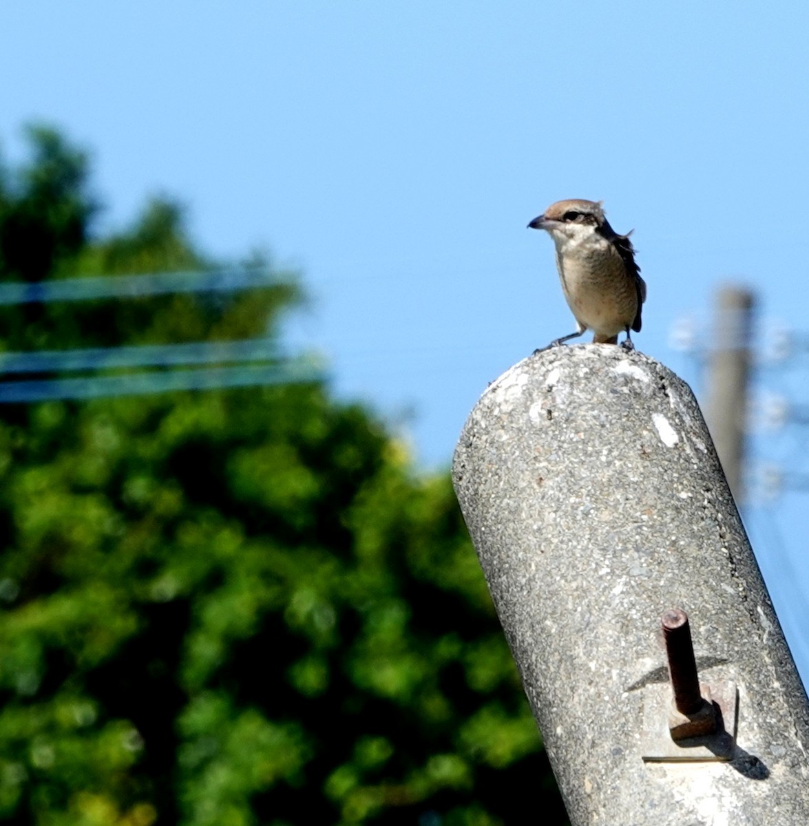 Brown Shrike - ML610776290