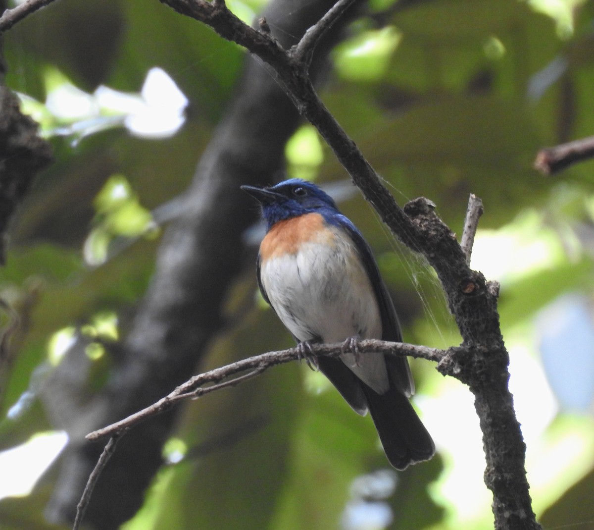 Blue-throated Flycatcher - Sahana M