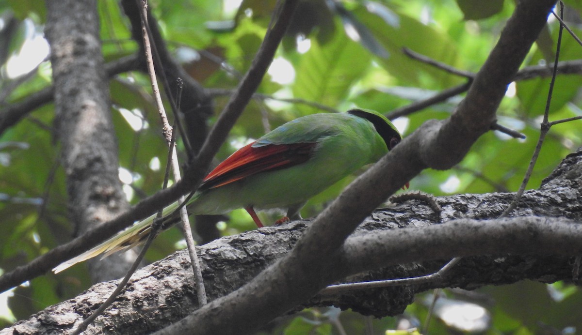 Common Green-Magpie - ML610776372